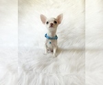 Small #4 Chihuahua