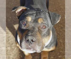 American Staffordshire Terrier-Rottweiler Mix Dogs for adoption in San Antonio, TX, USA