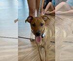 Small #18 Redbone Coonhound Mix