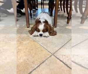 Father of the Cavalier King Charles Spaniel puppies born on 05/14/2025