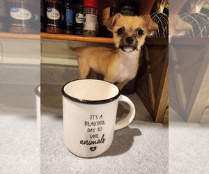 Chihuahua-Unknown Mix Dogs for adoption in New London, WI, USA