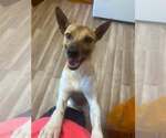 Small #3 Jack-Rat Terrier