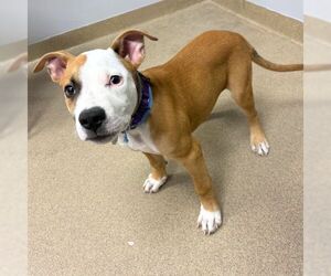 American Bulldog-American Staffordshire Terrier Mix Dogs for adoption in Aurora, CO, USA
