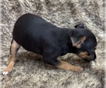 Small #8 Rat Terrier