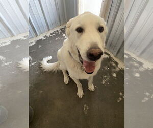 Akbash-Great Pyrenees Mix Dogs for adoption in PEYTON, CO, USA