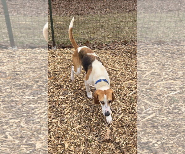 Medium Photo #11 Mutt Puppy For Sale in Rustburg, VA, USA