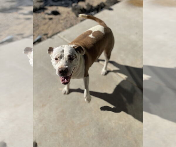 Medium Photo #3 Mutt Puppy For Sale in Chandler, AZ, USA