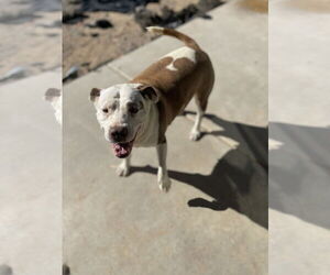 CALI #5 - Female Mutt Dog for Adoption - Photo #3