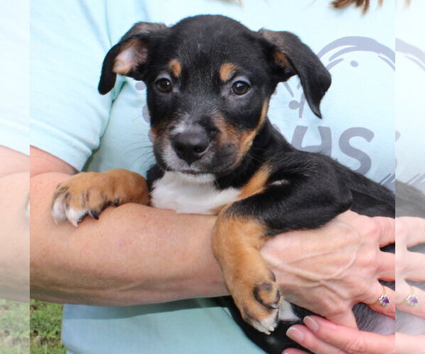 Medium Photo #1 Retriever -Unknown Mix Puppy For Sale in Prattville, AL, USA