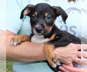 Retriever -Unknown Mix Dogs for adoption in Prattville, AL, USA