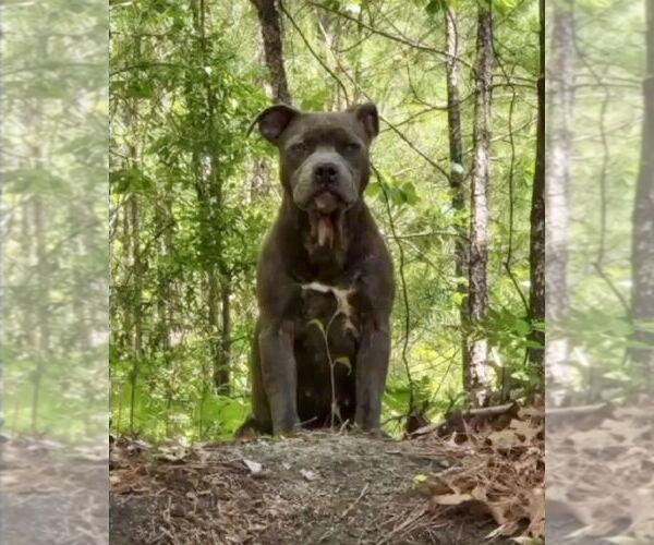 Medium Photo #4 Staffordshire Bull Terrier-Unknown Mix Puppy For Sale in Brewster, NY, USA