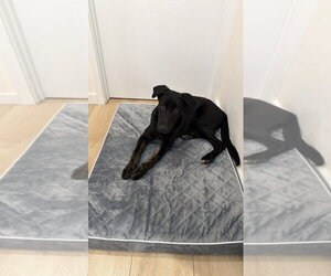 COURTESY POST: Bambino - Male Shepradors Dog for Adoption - Photo #4
