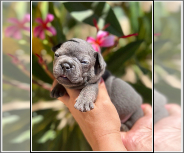 Medium Photo #7 French Bulldog Puppy For Sale in OJAI, CA, USA