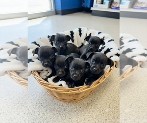 Chihuahua-Unknown Mix Dogs for adoption in Vail, AZ, USA