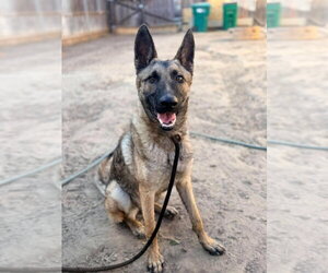 Mutt Dogs for adoption in Imlay City, MI, USA