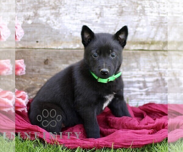 Medium Photo #5 Belgian Malinois Puppy For Sale in RONKS, PA, USA