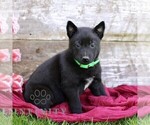 Small #4 Belgian Malinois