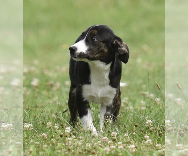 Medium Photo #8 Plott Hound-Unknown Mix Puppy For Sale in Mechanicsburg, PA, USA