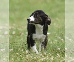 Small #7 Plott Hound Mix