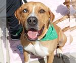 Small #12 Retriever  Mix
