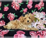 Small Photo #8 Poodle (Miniature) Puppy For Sale in LEOLA, PA, USA