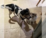 Small Photo #2 Rat Terrier-Unknown Mix Puppy For Sale in Tampa, FL, USA