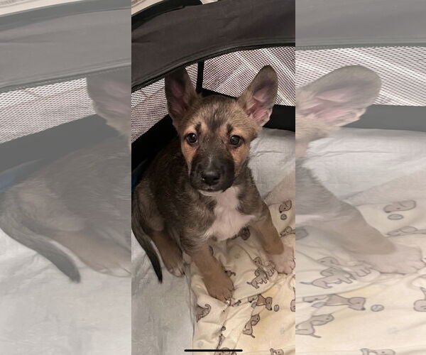 Medium Photo #20 Australian Kelpie-Unknown Mix Puppy For Sale in Dana Point, CA, USA