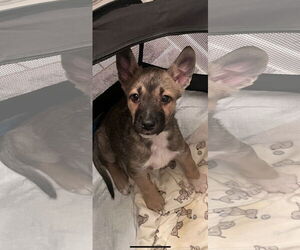 Jackson - Male Australian Kelpie-Unknown Mix Dog for Adoption - Photo #20