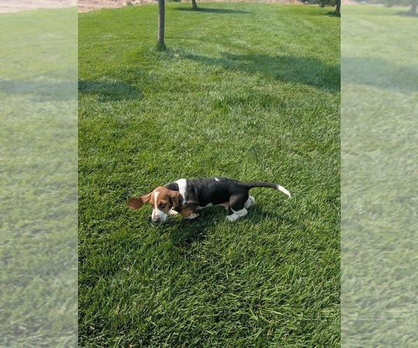 Medium Photo #5 Basset Hound Puppy For Sale in JEROME, ID, USA