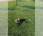 Small #4 Basset Hound