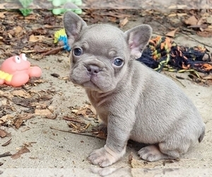 French Bulldog Puppy for sale in BOSTON, MA, USA