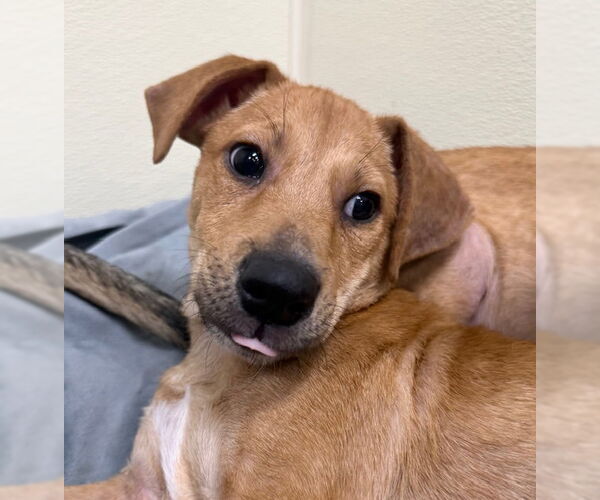 Medium Photo #6 Chiweenie Puppy For Sale in Jefferson, NJ, USA