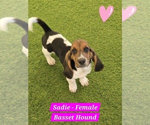 Basset Hound Puppy for sale in BERKLEY, MI, USA