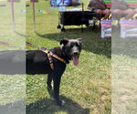 Small #1 Shepradors