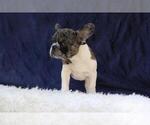 Small Photo #3 French Bulldog Puppy For Sale in BETHESDA, MD, USA