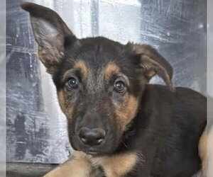 German Shepherd Dog-Unknown Mix Dogs for adoption in Canton, CT, USA