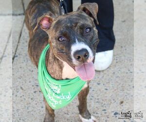 Boxer-Unknown Mix Dogs for adoption in Washington, DC, USA