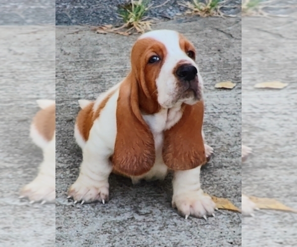 Medium Photo #3 Basset Hound Puppy For Sale in NEWBERN, TN, USA