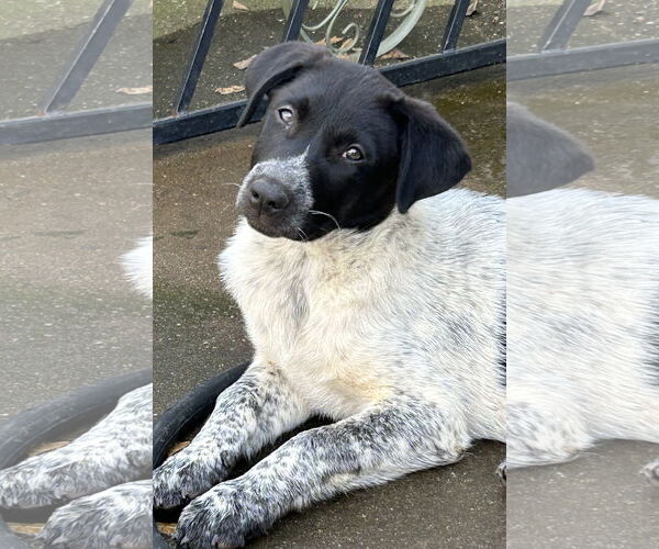 Medium Photo #5 Pointer-Unknown Mix Puppy For Sale in Rockaway, NJ, USA