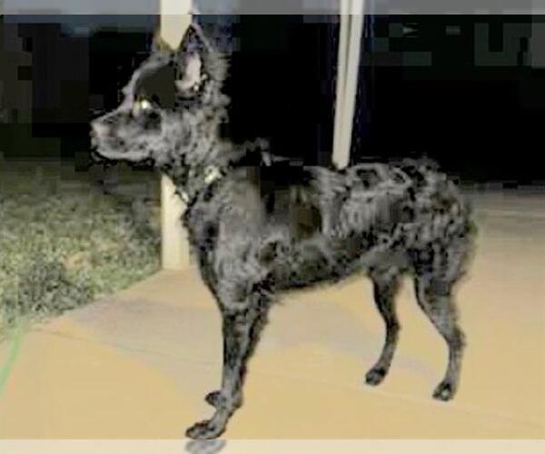 Medium Photo #1 Labrador Retriever-Unknown Mix Puppy For Sale in Houston, TX, USA