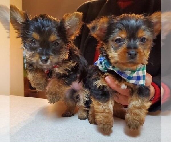 Medium Photo #4 Yorkshire Terrier Puppy For Sale in OAKLAND, CA, USA