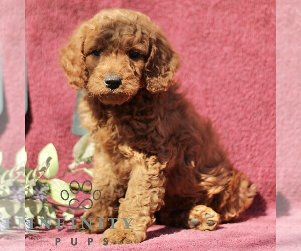 Medium Photo #1 Goldendoodle (Miniature) Puppy For Sale in EPHRATA, PA, USA