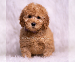 Small Photo #83 Goldendoodle (Miniature) Puppy For Sale in WARSAW, IN, USA