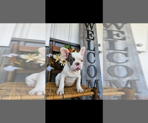 French Bulldog Puppy for sale in INDIANAPOLIS, IN, USA