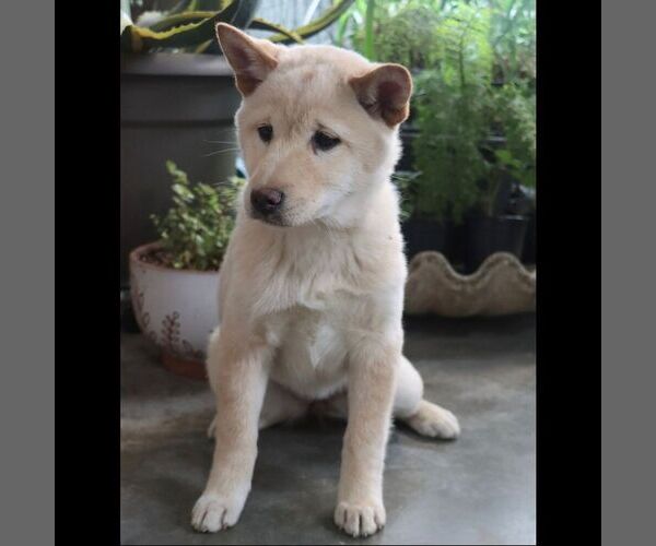 Medium Photo #2 Shiba Inu Puppy For Sale in CHARLES CITY, IA, USA