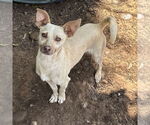 Small #1 Chihuahua Mix
