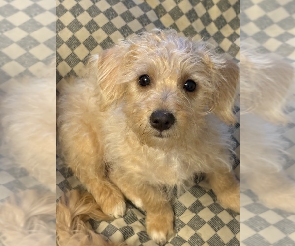 Medium Photo #7 Yorkipoo Puppy For Sale in FAYETTEVILLE, NC, USA