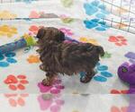 Small #15 Yorkipoo