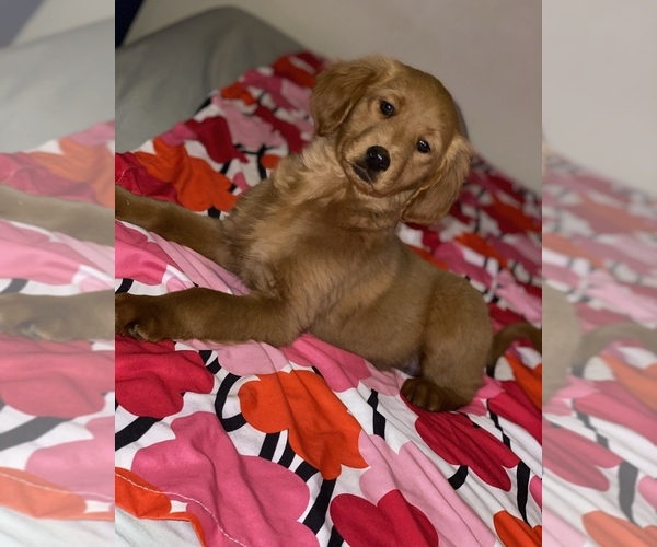 Medium Photo #18 Goldendoodle-Poodle (Standard) Mix Puppy For Sale in DETROIT, MI, USA