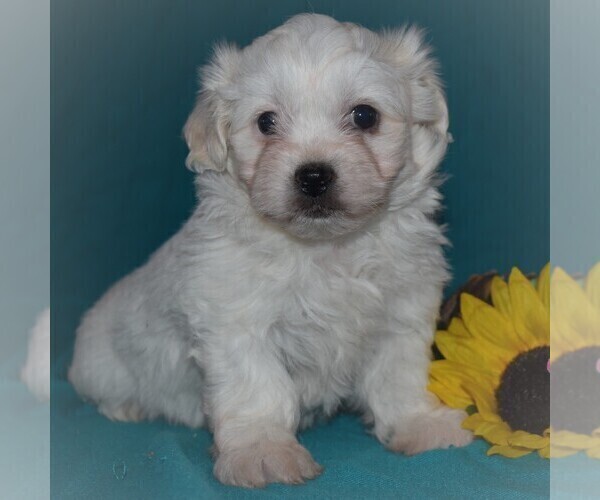 Medium Photo #3 Zuchon Puppy For Sale in GORDONVILLE, PA, USA